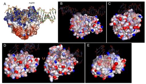 Cells Special Issue Dna Repair Genome Stabilitydiversity And