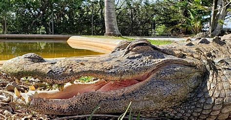 Miami Original Everglades Airboat Tour And Alligator Exhibit Getyourguide