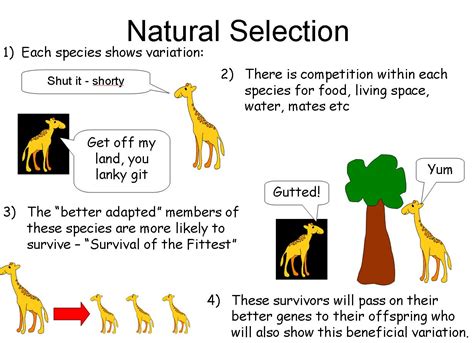 Darwin is associated with the term 'survival of the fittest' which describes how natural selection works. Theory Evolution: Charles Darwin Theory Evolution Ks2