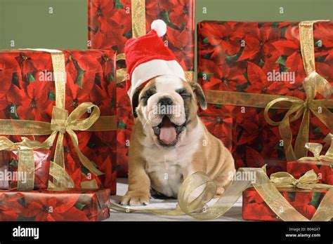 Christmas English Bulldog Puppy With Santa Claus Cap Stock Photo Alamy
