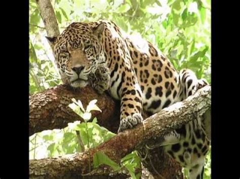 animales feroces - YouTube