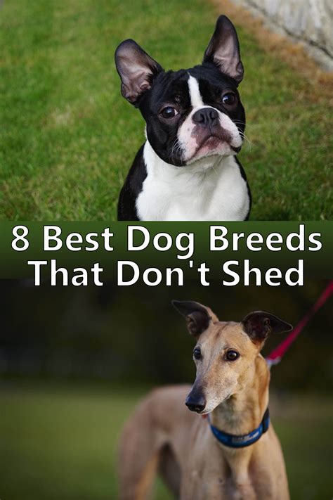 Best Low Maintenance Dogs That Don T Shed The 2023 Guide To The Best