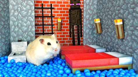 🐹 Hamster Escapes The Awesome Minecraft Maze With Obstacle Course 🐹