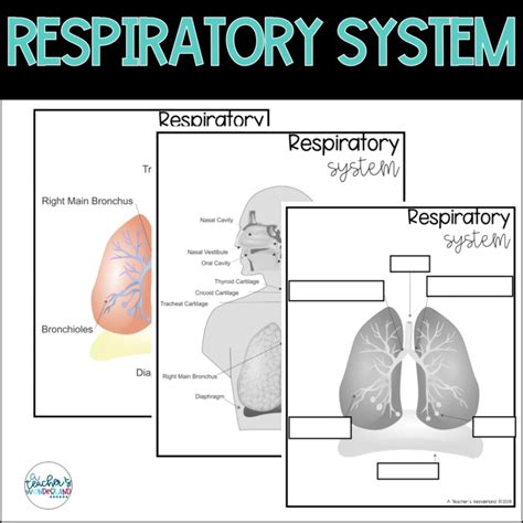 Respiratory System Science Notes A Teachers Wonderland