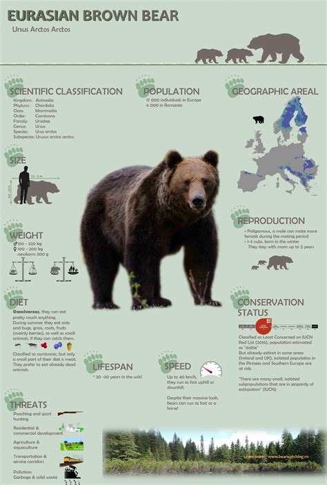 About The Brown Bears Bear Watching In Romania