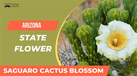 Arizona State Flower Saguaro Cactus Blossom Contest Chacha