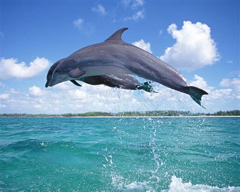 Dolphins Wallpapers High Definition Wallpaperscool
