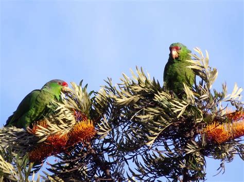 How San Diegos Wild Parrots Arrived In The Region