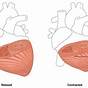 Heart Wall Thickness Chart