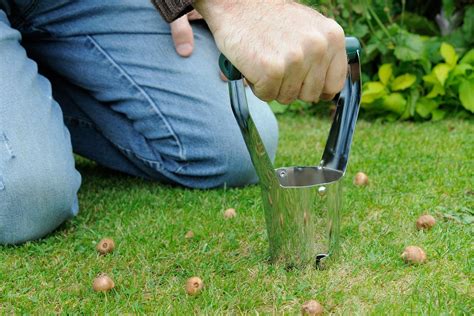 How To Plant Bulbs In Lawns Bbc Gardeners World Magazine
