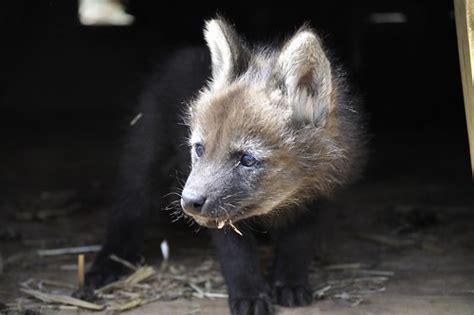 Maned Wolf Pup Greensboro Science Center Flickr