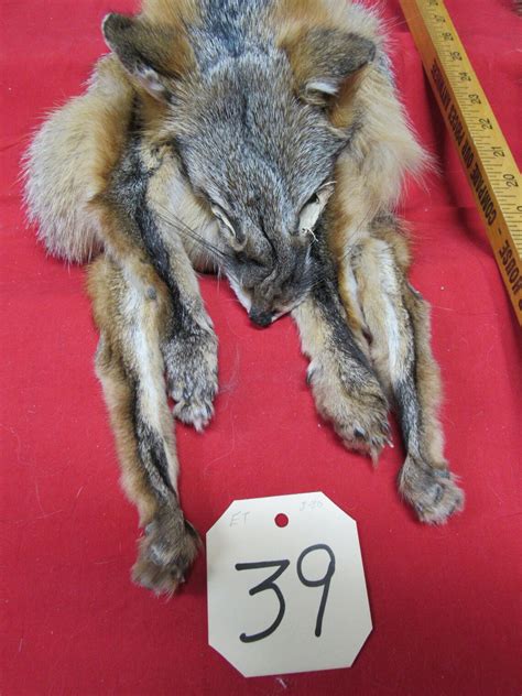 Grey Fox With Feet Claws Animal Hide Craft Art Etsy