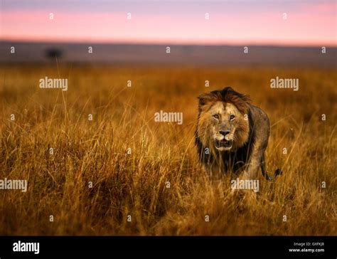 La Chasse Au Lion à Laube Photo Stock Alamy