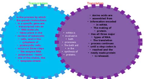 Venn Diagram Of Rna And Dna