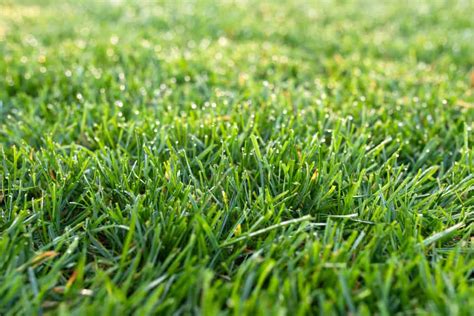 Turf Type Tall Fescue Vs Kentucky Bluegrass Obsessed Lawn