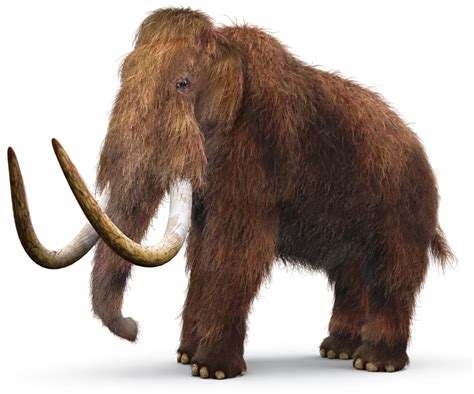 Prehistoric Mammals Ancient Mammals Dk Find Out Mammals