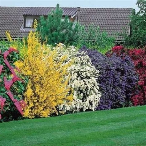 Maybe you would like to learn more about one of these? 5 X HIGH QUALITY FLOWERING HEDGE SHRUBS COLORFUL HEALTHY ...