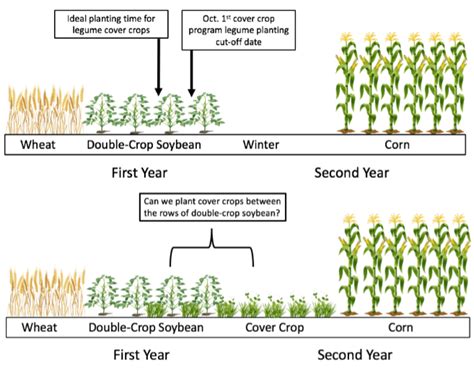 Interseeding Cover Crops Into Double Crop Soybeans Initial Findings