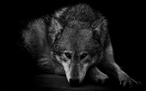 Only the best hd background pictures. Wolf Wallpaper HD | AirWallpaper.Com