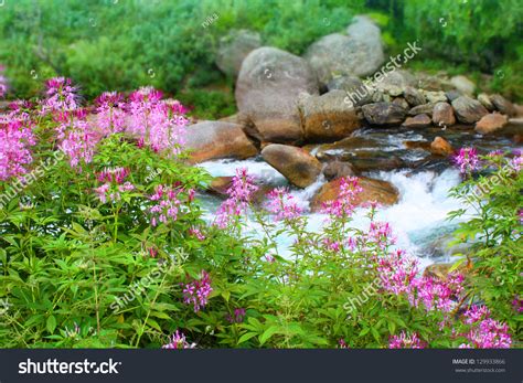 Beautiful Pink Flowers On Background Mountains River Stock Photo