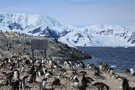 Northwest Antarctic Peninsula Tundra One Earth
