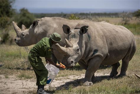 Virus Stalls Work To Keep Alive A Rare Rhino Subspecies Am 920 The