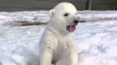 Baby Polar Bears First Time Playing In Snow Is New