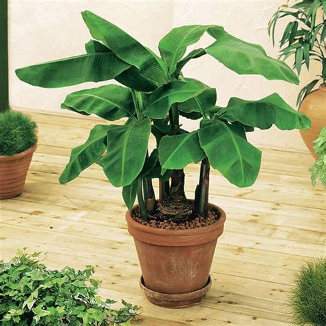 How To Grow And Care For A Banana Plant In 2020 Plants Banana Plant