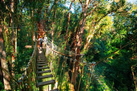 Kohala Zipline Canopy Tour Blue Hawaiian Activities And Concierge