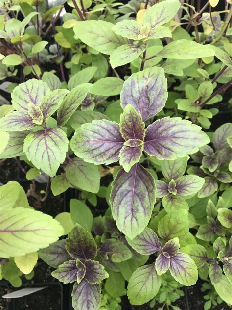 Ocimum African Blue African Blue Basil Live Plant In Etsy