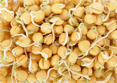 Pea, Green Organic Sprouting Seeds - Hometown Seeds