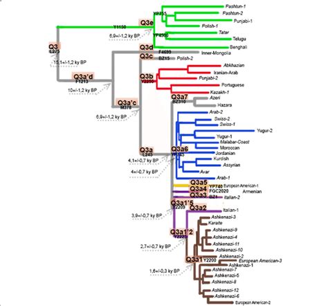 Haplogroup Tree