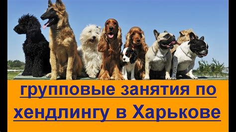 групповые занятия по дрессировки и хендлингу Харькове Дрессировка собак ...