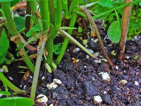 How To Grow Peanuts Dengarden