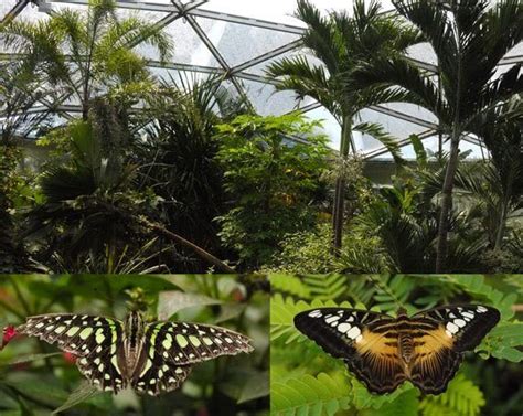 Papiliorama Butterfly Exhibit And Nocturama In Kerzers Switzerland