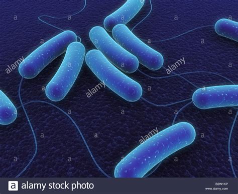 Li Bacteria High Resolution Stock Photography And Images Alamy