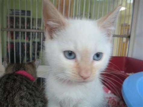 The savannah pet is characterized by different behavioral patterns. Ragdoll - Savannah - Medium - Baby - Female - Cat for Sale ...