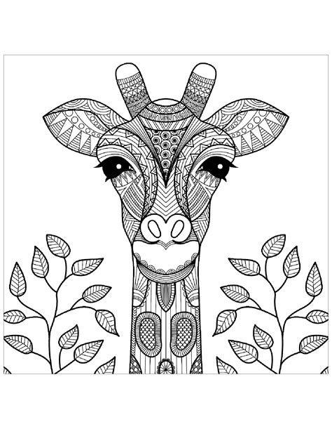 Giraffe Head With Leaves Giraffes Adult Coloring Pages