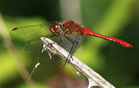 Dragonfly Flickr