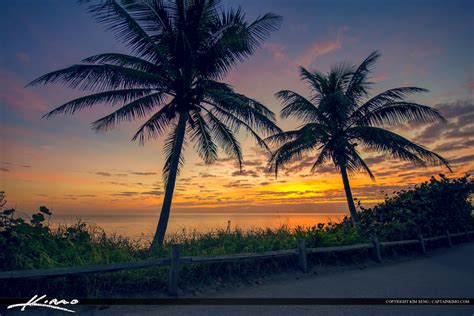 Palm Tree Sunrise At Beach Jupiter Island Florida Royal Stock Photo