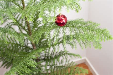 Photo Of Pine Christmas Tree With A Red Bauble Free Christmas Images