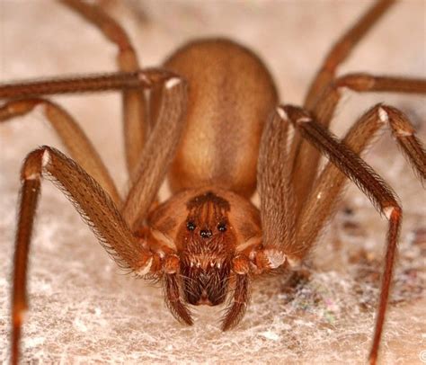 How To Treat A Brown Recluse Spider Bite After Teotwawki Brown Recluse