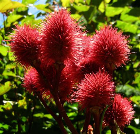 They provide the visual structure and the key elements of any landscape and are usually the first components to be planted, since they take longer than most other plants to become established and fulfill their role. Pin on #colorsofsummer: Naturally me :)