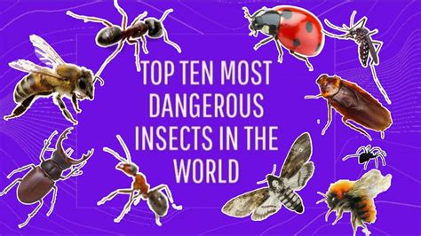 Top 10 Most Dangerous Insects In The World Youtube