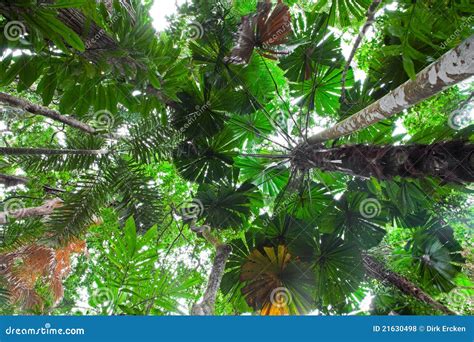 Palm Tree Tropical Rain Forest Canopy Australia Stock Photo Image Of