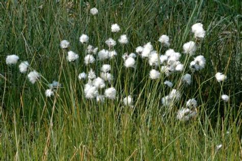 Eriophorum Vaginatum