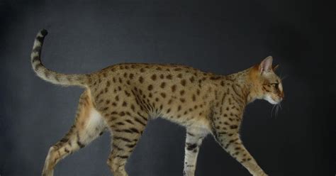 Spotted Love Savannah Cat Blog What Is The Difference Between The