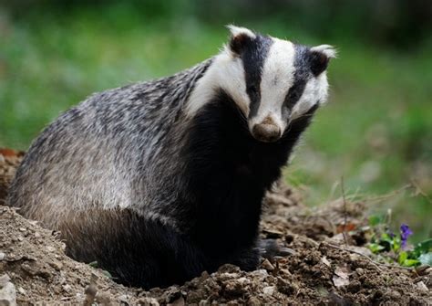 Badger Cull Extended To Dorset
