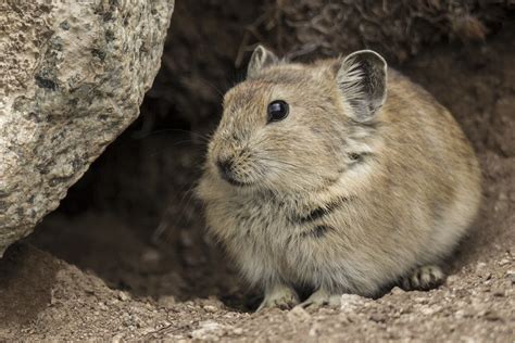 Plateau Pika Ochotona Curzoniae This Species Also Known Flickr