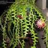 I have a ric rac cactus and the blooms are a lovely pale to golden yellow. Selenicereus Species, Fishbone Orchid Cactus, Ric Rac ...